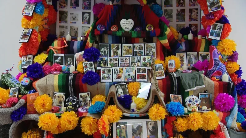 Community pet ofrenda invites El Pasoans to honor pets for Da de los Muertos