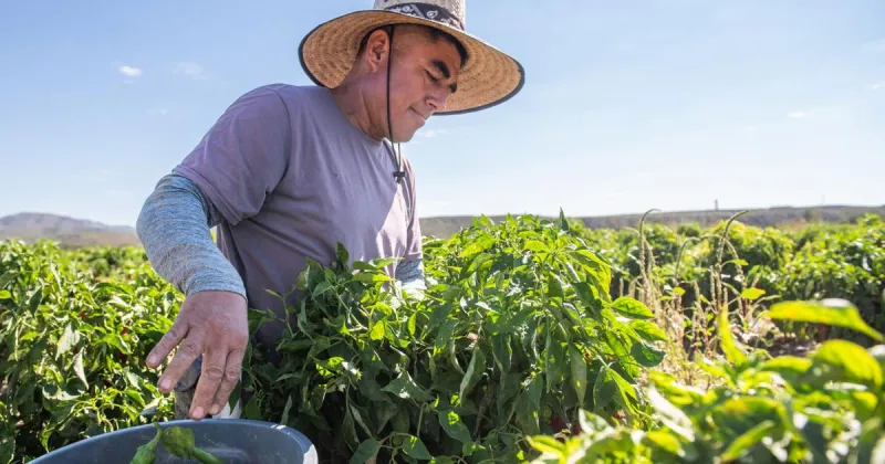 Dearth of water, then deluge: Hatch chiles take hit from weather extremes
