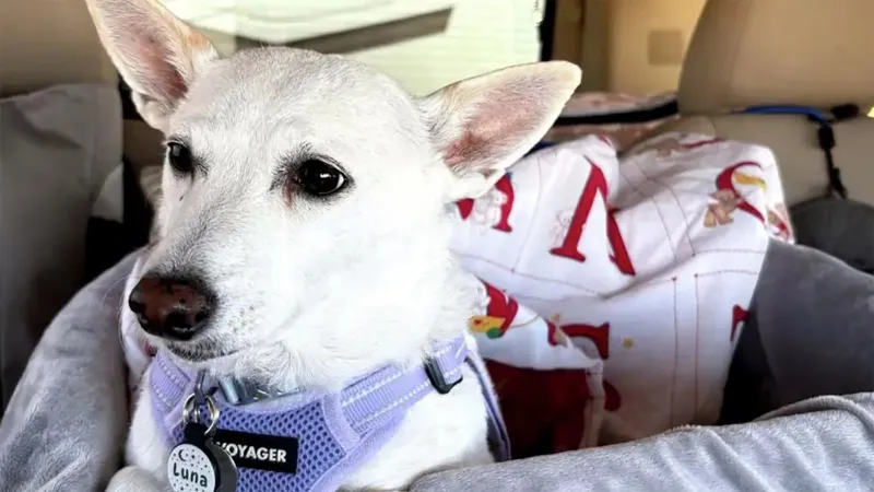 A Missing Dog Survived 34 Days in Yellowstone National Park. Rescuers Just Saved Her.
