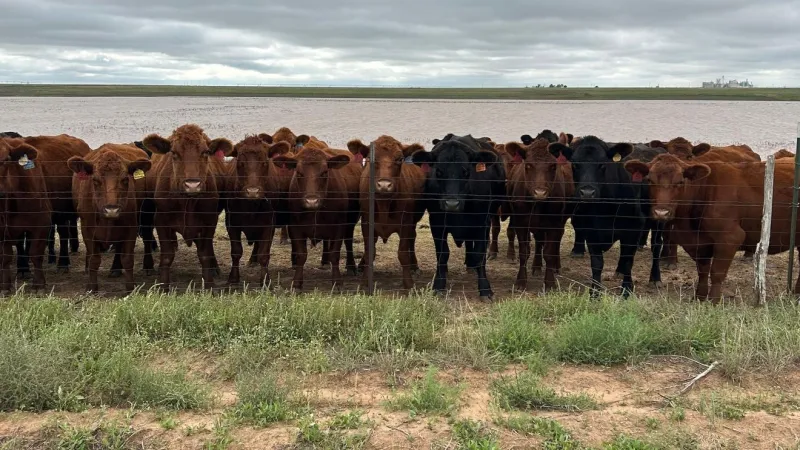 Texas Cattle Feeders Convention to focus on herd rebuilding and 2027 outlook
