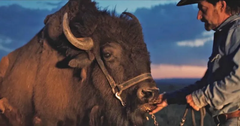 Meet the gentle buffalo with a killer role in a debut short film at SFiFF