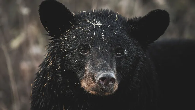 14 Bears Were Euthanized at One Montana Home. Wildlife Experts Explain What Went Wrong.