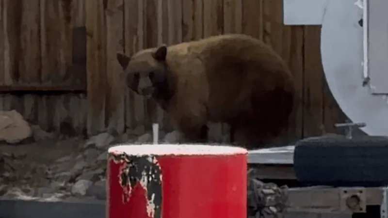 Keystone bear captured unharmed by wildlife officials