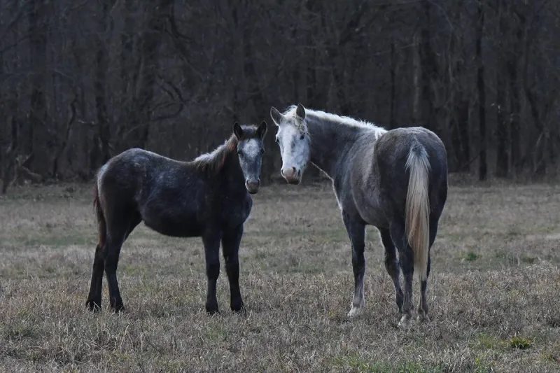 State urges precautions against West Nile Virus and Equine Encephalitis