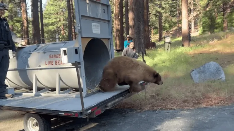 Bear captured near west Reno trailer park released into wild