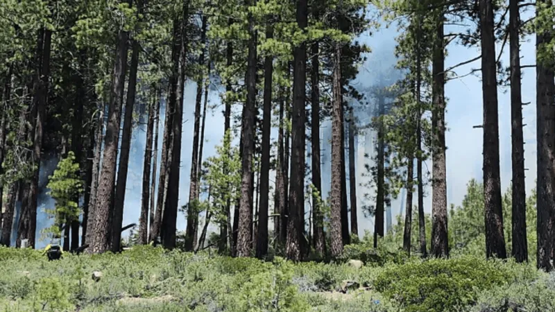 Vegetation fire behind Truckee Safeway contained; man arrested on suspicion of arson