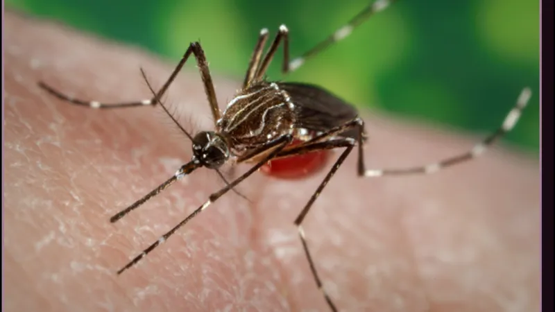 Drone mosquito treatments set for May 28 in Carson City