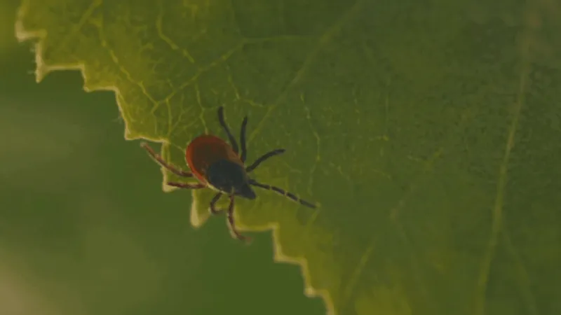 Warmer winter could lead to an increase in ticks