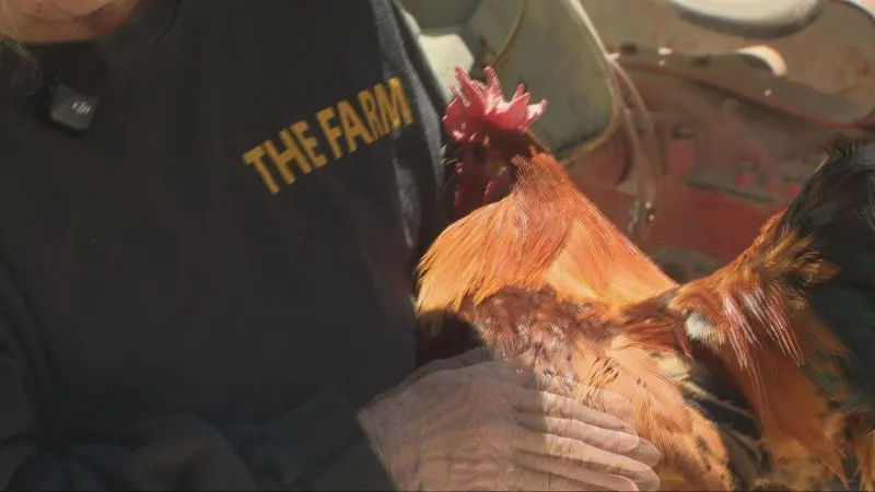 Hundreds of birds rescued as authorities crack down on alleged cockfighting ring