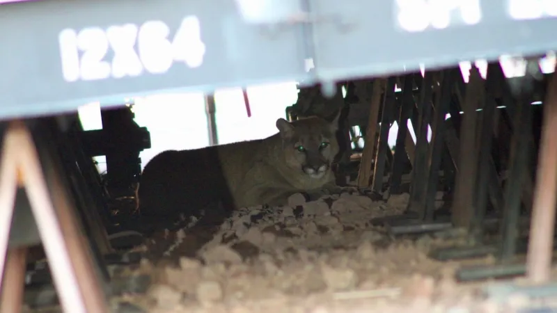 Mountain lion sighting at Tahoe Reno Industrial Center prompts safety reminders