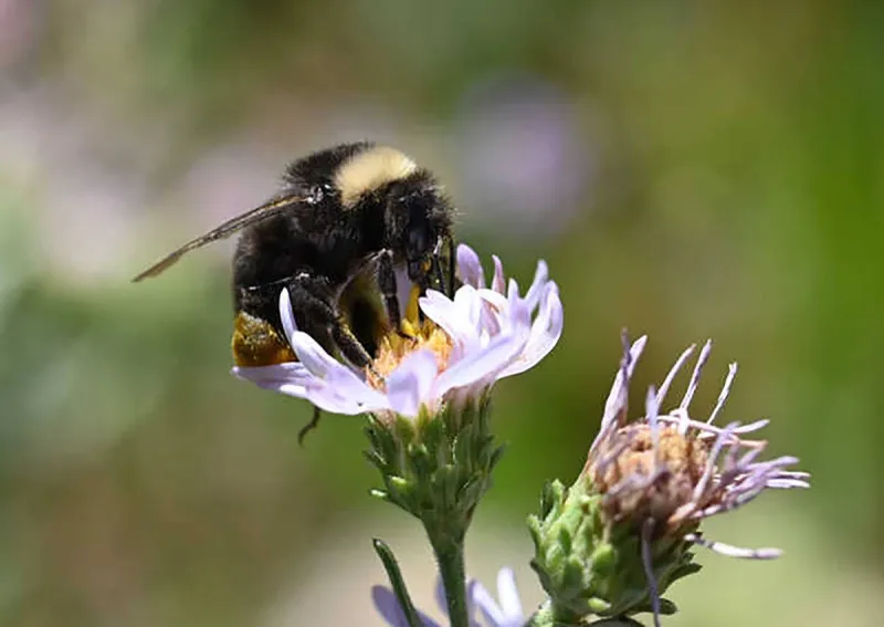 The Bumble Bee Atlas: Conservation through community