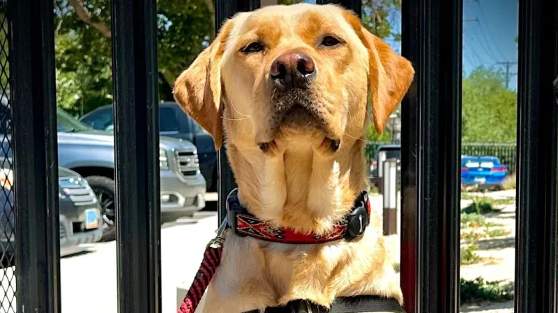 Reno Fire's newest recruit is K9 Lambeau, a lab trained to comfort first responders