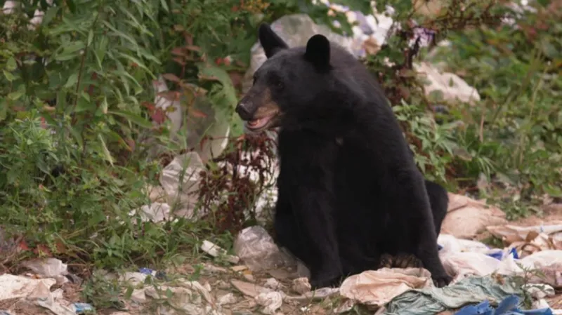 Two residents and two dogs hurt in bear encounter outside Old Mammoth home