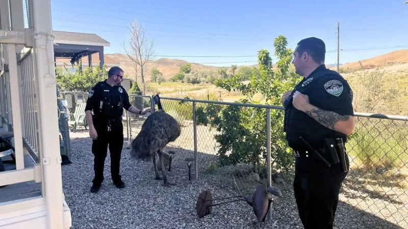 Stray emu reunited with owner after animal services response