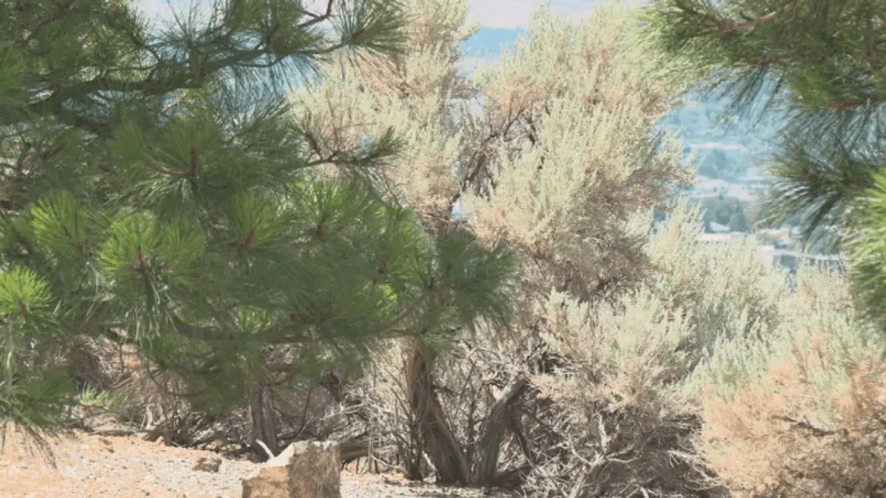 Northern Nevada braces for triple-digit heat, rising wildfire risk in days ahead