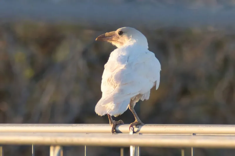 Rare white raven spotted in Pahrump
