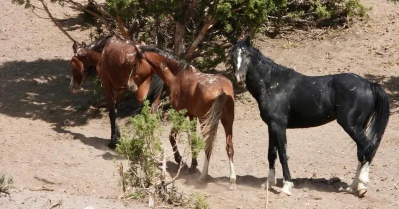 Over 1,000 wild horses gathered outside Ely