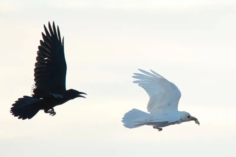Rare white raven spotted in Pahrump