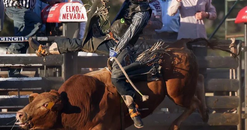 Morrison takes second in bull riding at Stampede