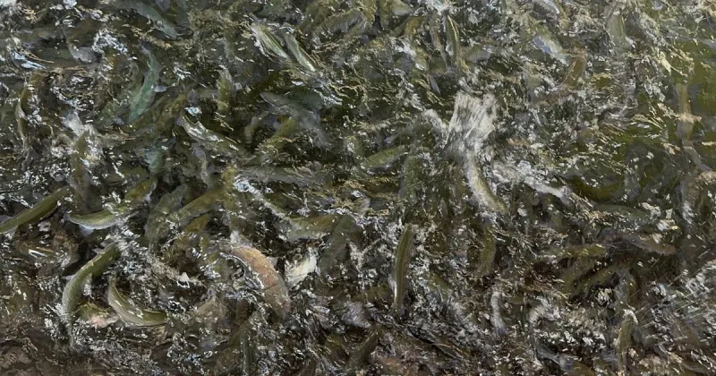 Inside the 250,000-fish Gallagher State Fish Hatchery at Ruby Lake