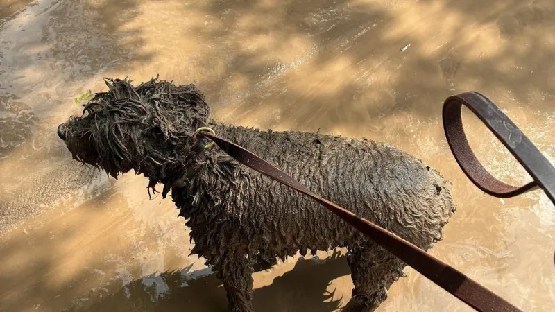 Dog rescued from Washoe County flash flood and reunited with owner