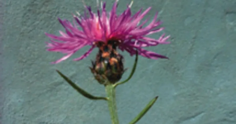 Keep an eye out for invasive knapweed