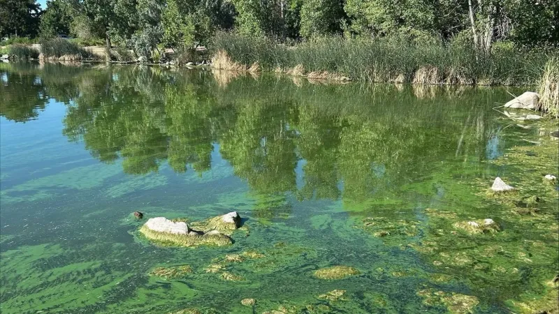 Advisory issued for algae at Virginia Lake and Teglia's Paradise Park in Reno