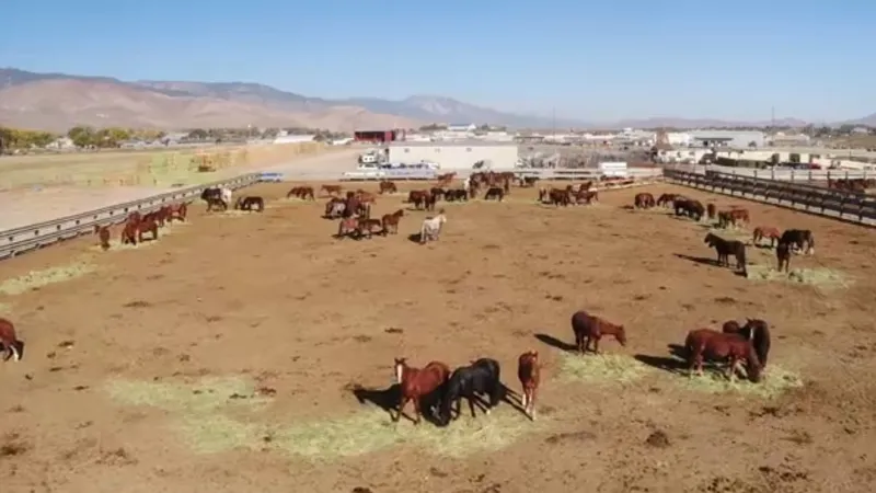 NDA confirms equine infectious anemia case in Nye County, facility quarantined