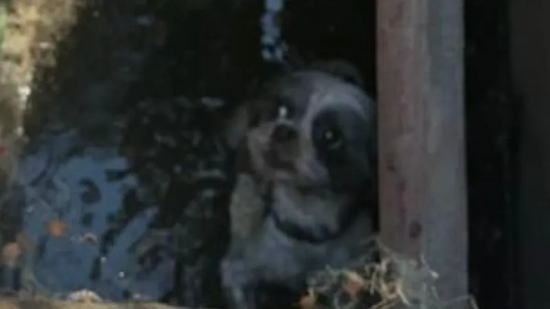 Reno firefighters save small dog trapped in storm drain