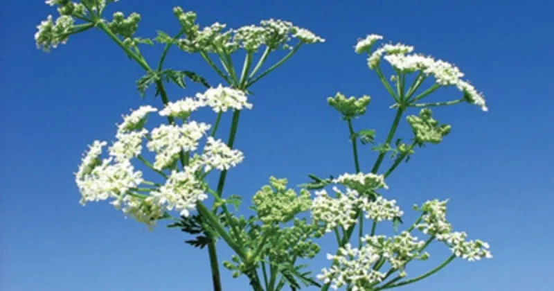 Watch out for poison hemlock