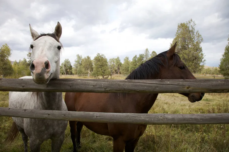 Horse confirmed to have equine infectious anemia in Nye County