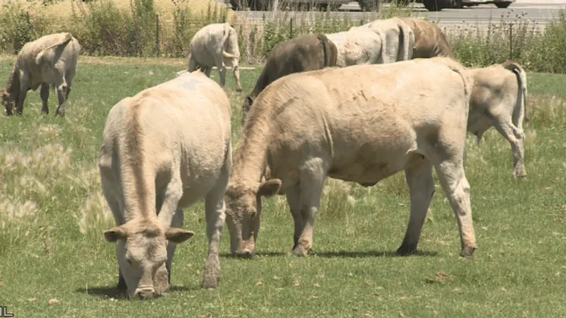 UNR tests whether cow manure can help restore Nevada landscapes after wildfires