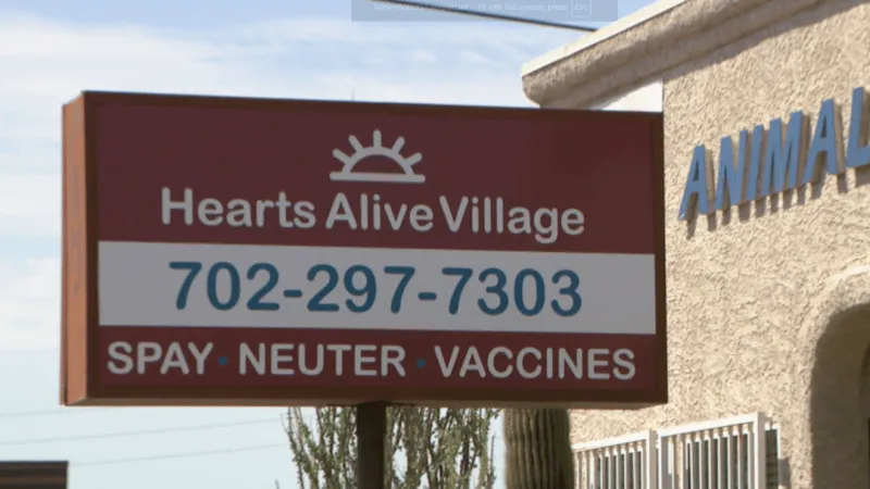Spay Days aims to curb kitten boom and nuisance calls, improving Las Vegas neighborhoods