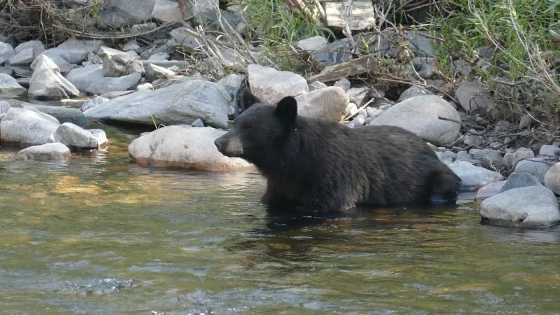 500-pound bear hit by car in Pleasant Valley found dead by NDOW