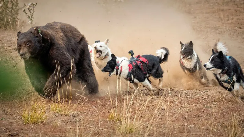 Meet Badger and Banjo: NDOW's trained dogs help keep Nevada's black bears wild