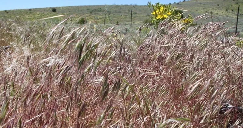 Fire rehabilitation projects target 24,000 acres in Elko County
