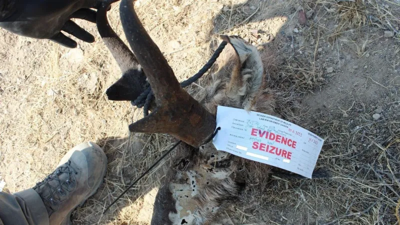 Nevada game wardens arrest Lander County man in alleged illegal big game case