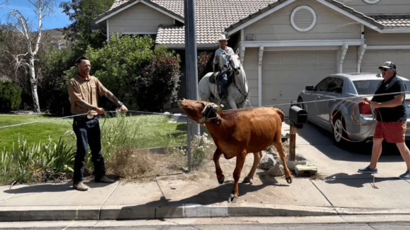One steer, one busted patrol car: Sparks Police gets a surprise rodeo on the streets