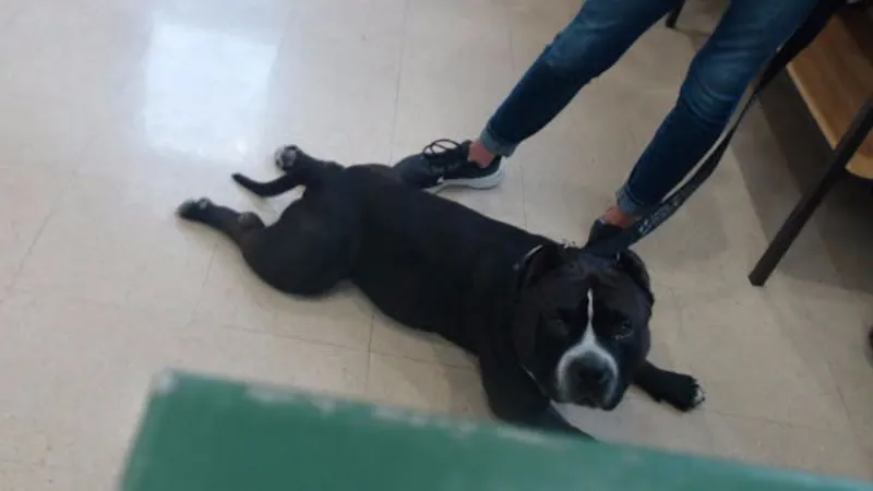 Dog dies of overheating at shelter during kennel cleaning; new safeguards implemented