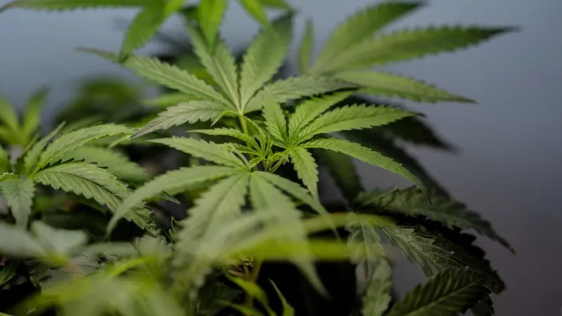 Career in cannabis? UNLV launches new certificate program