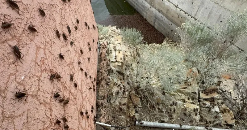 Where did the Mormon crickets go this summer?