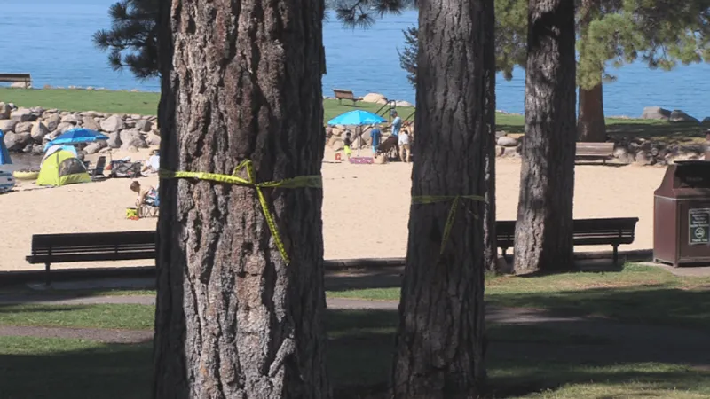 Suspicious substance found at bases of 16 trees at Burnt Cedar Beach in Incline Village
