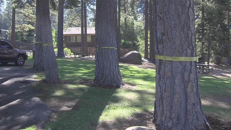 Investigation underway after multiple tree poisonings at Burnt Cedar Beach