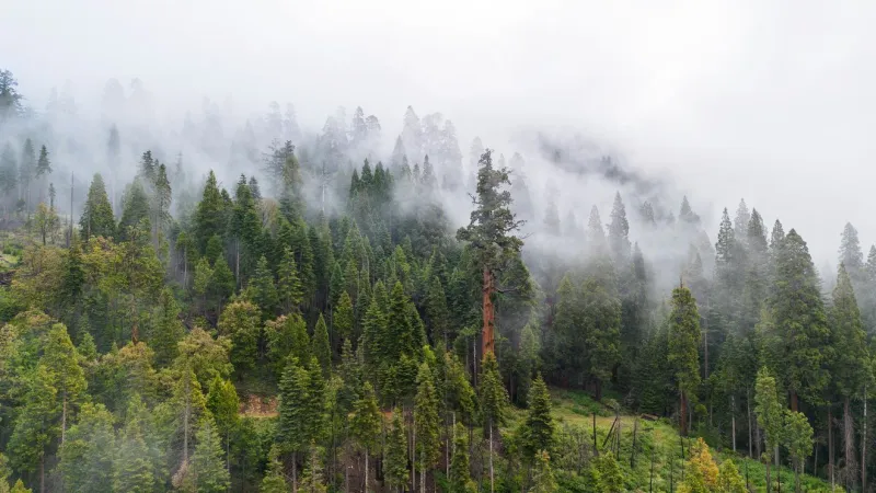 Prescribed burns, fuel reduction key to giant sequoia survival rates, UNR researchers find