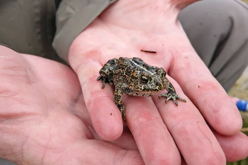 As federal protections change, Nevada's endangered species face new uncertainty