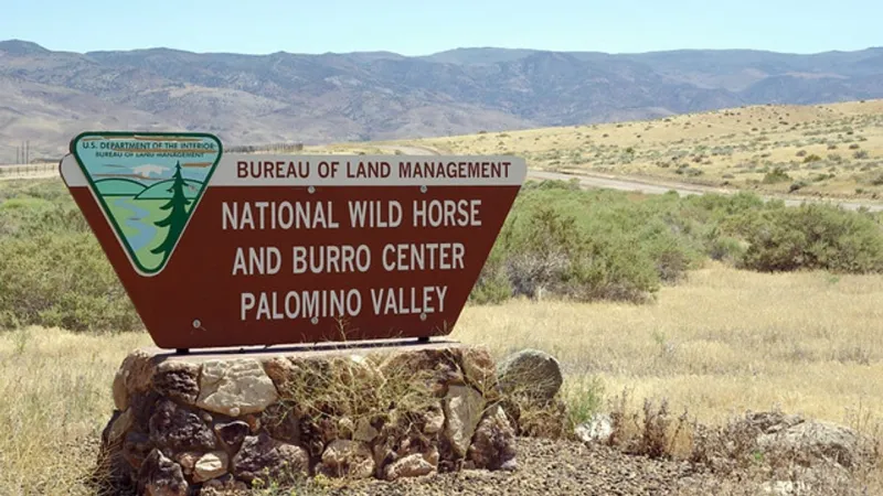 BLM says keeping 1,600 wild horses at Palomino Valley corrals is safest amid fire
