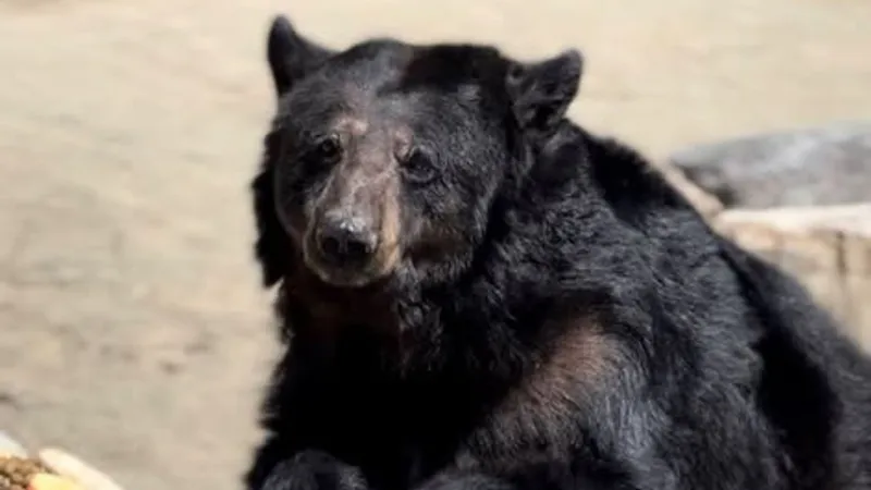 Animal Ark mourns black bear Gracie's death amid recovery from the Bug Fire