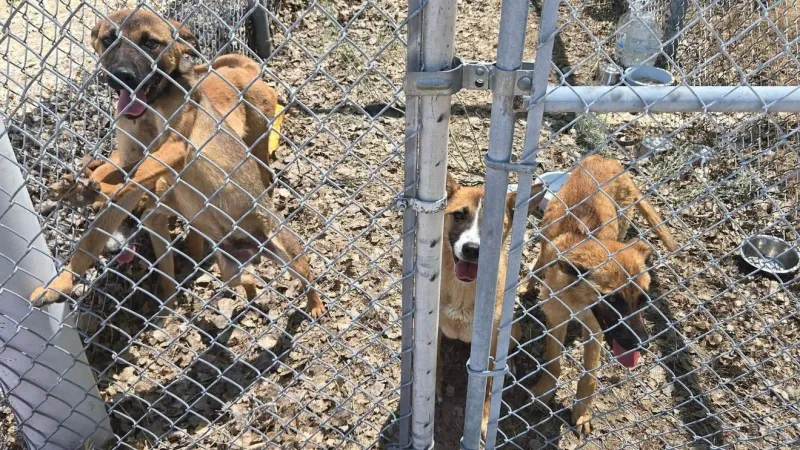 Lyon County animal shelter warns it may euthanize dogs as it reaches overcapacity