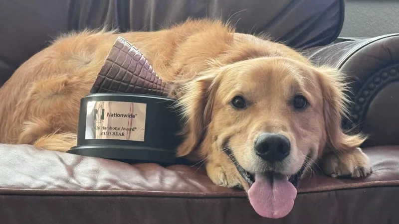 Lost for 72 days near Lake Tahoe, Reno golden retriever wins 2026 Hambone Award