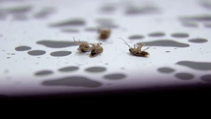 East Valley residents seek lawmakers' help amid roach problem near Wetlands